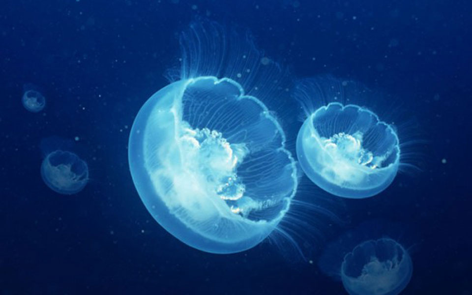 εξερευνώντας-ημιαόρατα-πλάσματα-του-2042983