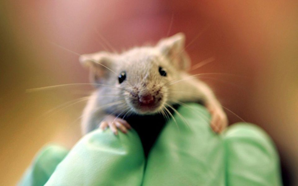 πιο-έξυπνο-ποντικί-με-ανθρώπινο-γονίδ-2044737