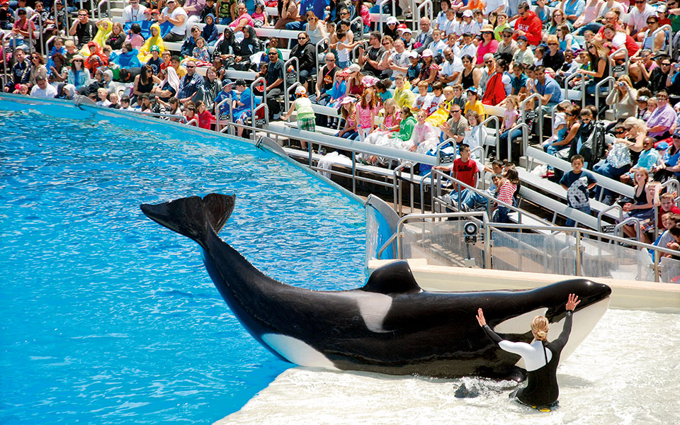 αυτή-η-όρκα-θα-μπορούσε-να-σκοτώσει-τον-2041934