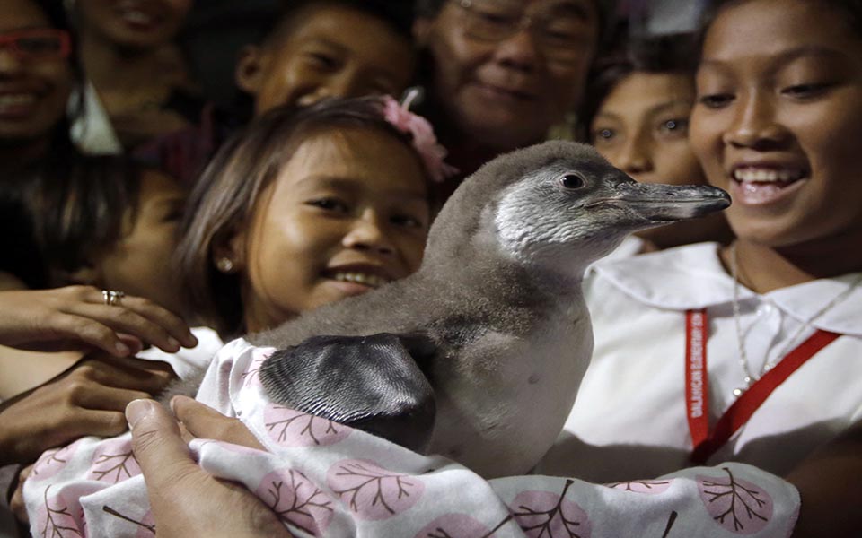 πιγκουινο-μωρό-2046515