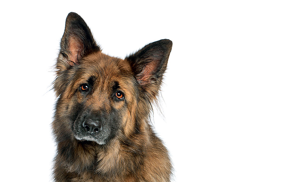 τα-σκυλιά-μάς-χαρίζουν-10-χρόνια-ζωής-2044482