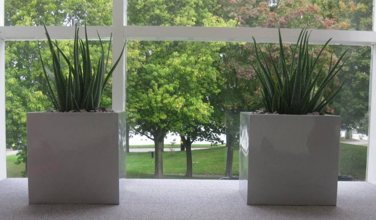 τα-φυτά-στο-γραφείο-αυξάνουν-την-παραγ-2042068