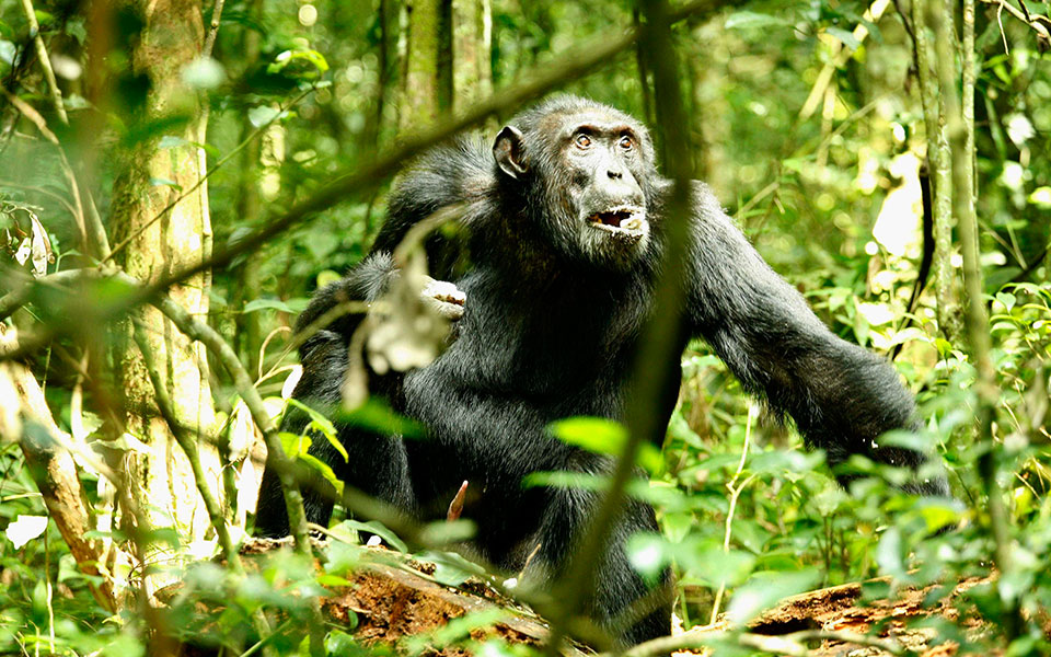 γεννημένοι-δολοφόνοι-2045228