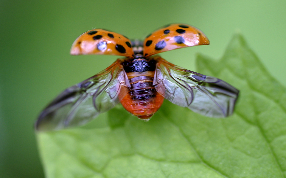 ο-μηχανισμός-της-λάμψης-ψαριών-εντόμω-2050899