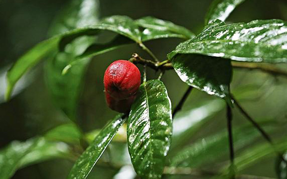 φυτό-καταστρέφει-καρκινικούς-όγκους-2048464