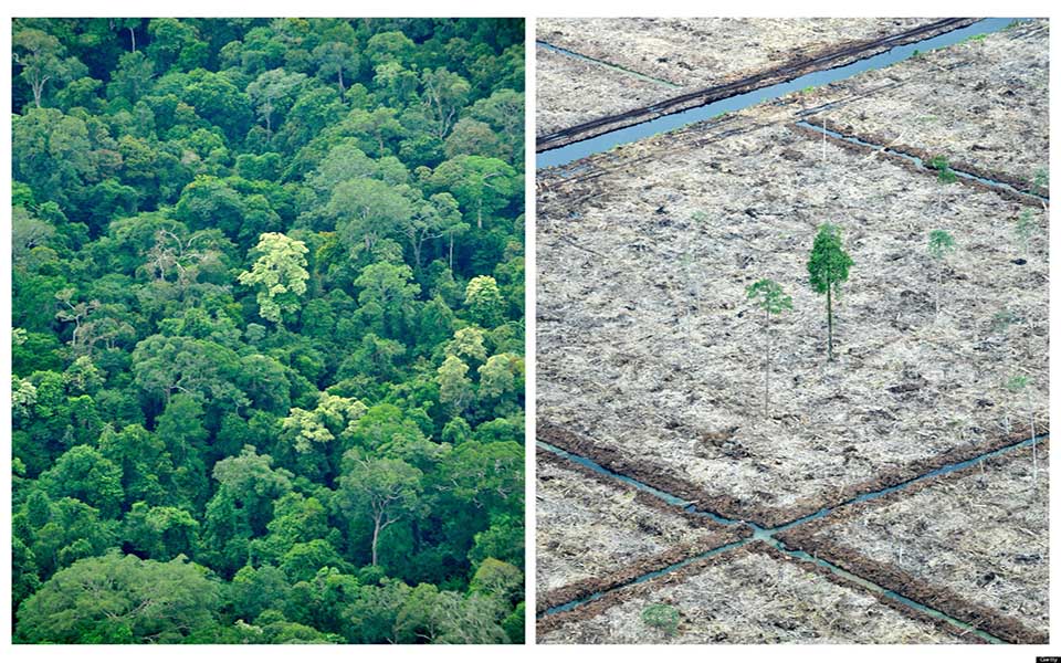 ποιος-τρώει-τα-τροπικά-δάση-2047685