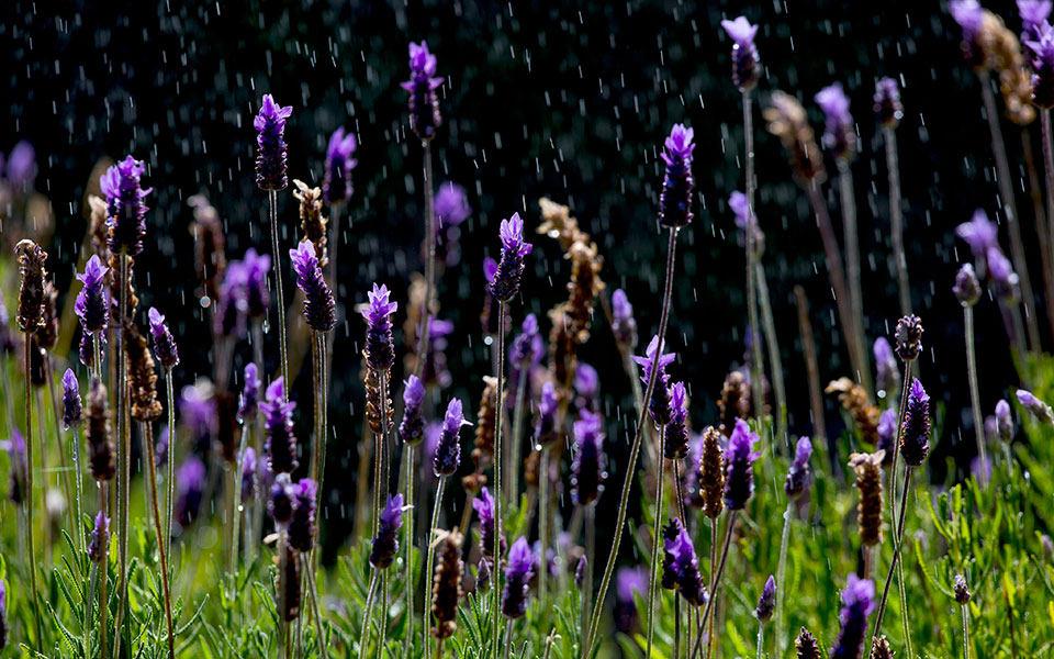 περισσότερο-co2-απορροφούν-τα-φυτά-2049603