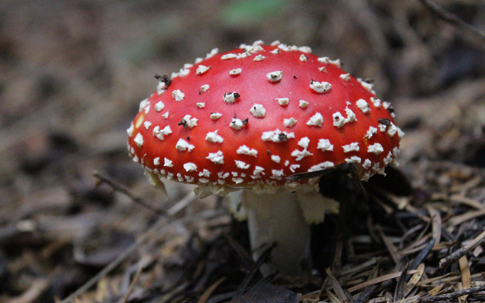 στον-μικρόκοσμο-των-μυκήτων-2048104