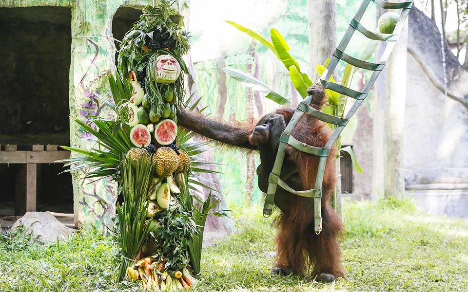 χρόνια-πολλά-τζάκι-2047694