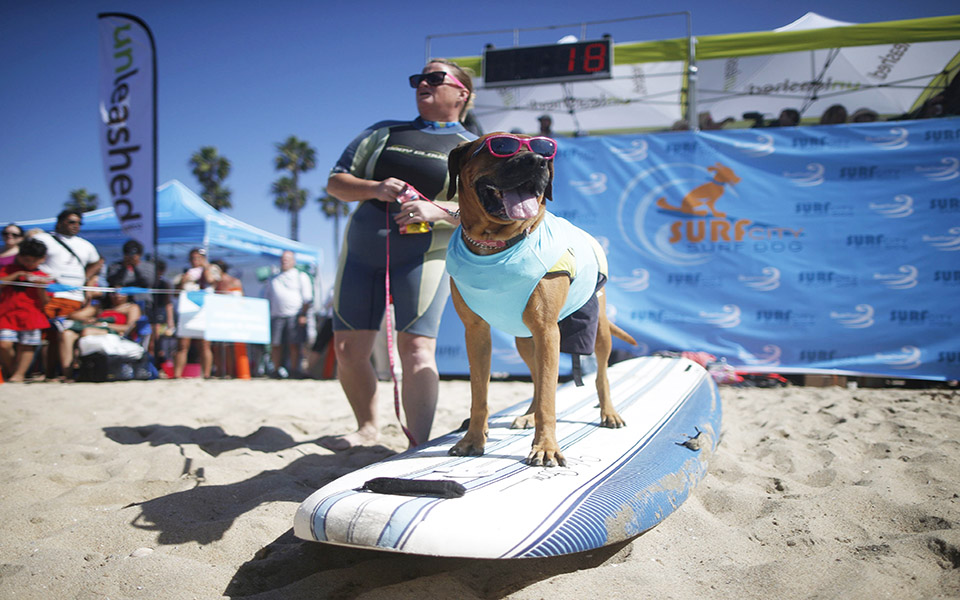 τετράποδοι-σέρφερ-2048900