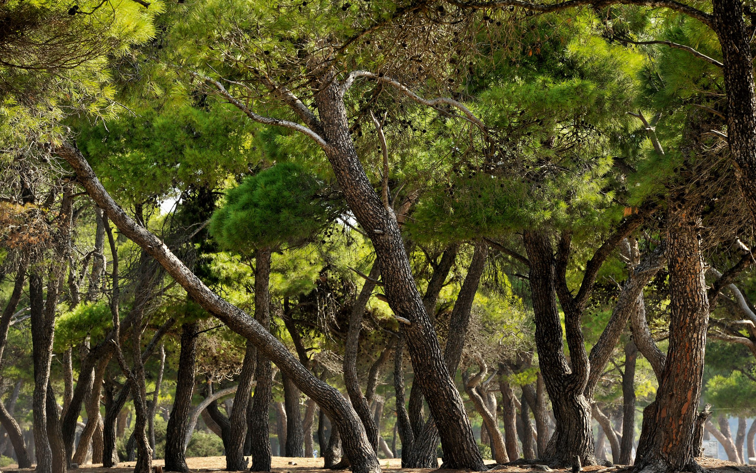 ούτε-στον-σχοινιά-εφαρμόζεται-ο-νόμος-2051508