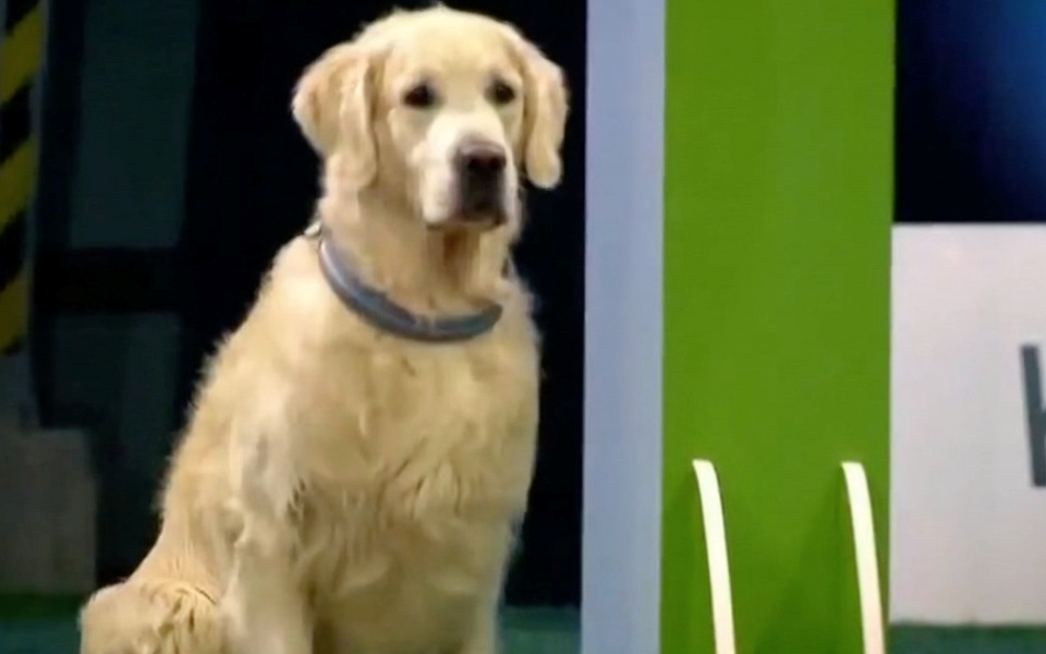 το-γλυκό-golden-retriever-που-εντυπωσίασε-στην-φινλ-2055384