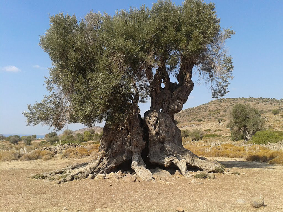 αίγινα-συνομιλία-στον-αρχαίο-ελαιώνα-2053265