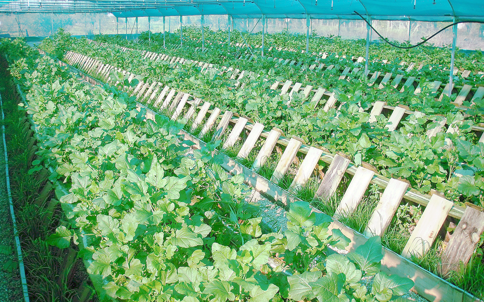 ενίσχυση-μικρομεσαίων-επιχειρήσεων-2055594