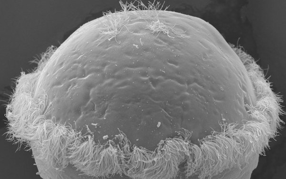 η-εξέλιξη-του-ύπνου-700-εκατομμύρια-χρόν-2053490