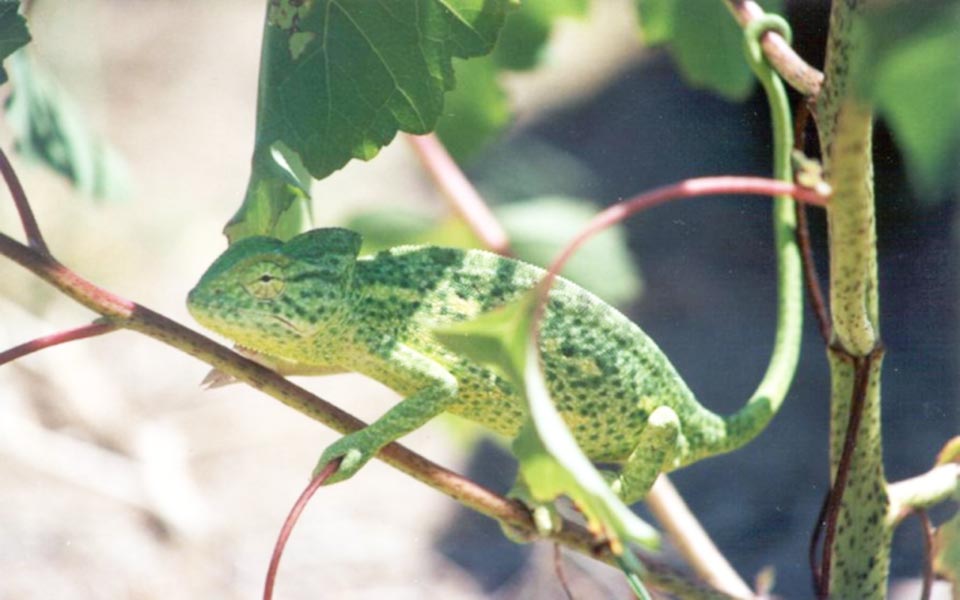 ένα-σπίτι-για-τον-χαμαιλέοντα-2055491