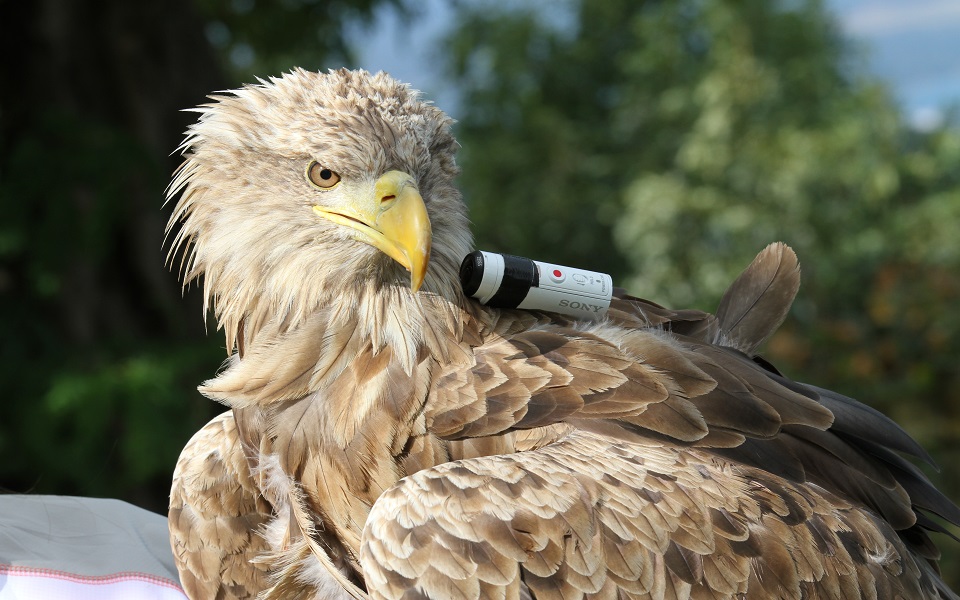 αετός-βιντεοσκοπεί-το-παρίσι-από-ψηλ-2053114
