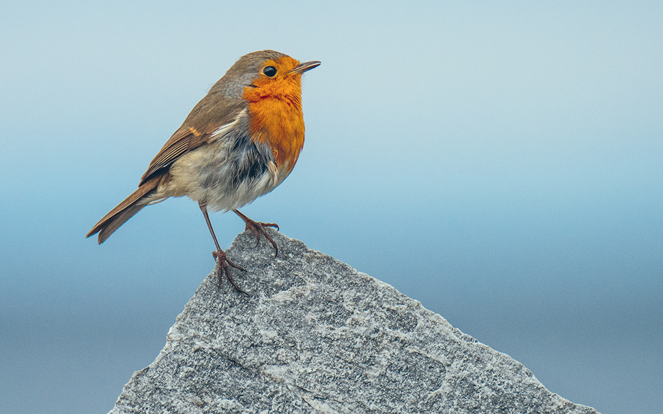 στον-επετειακό-εορταστικό-κύκλο-για-τ-2056674