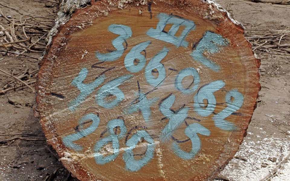 η-αναδάσωση-μόνη-λύση-για-το-θερμοκήπ-2060855