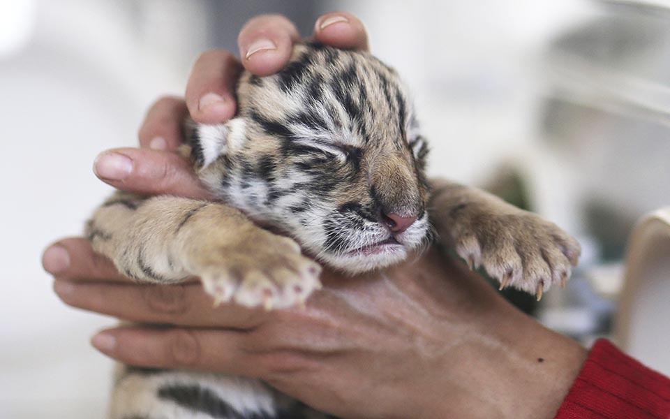 χάδι-για-να-πάνε-όλα-καλά-2057643