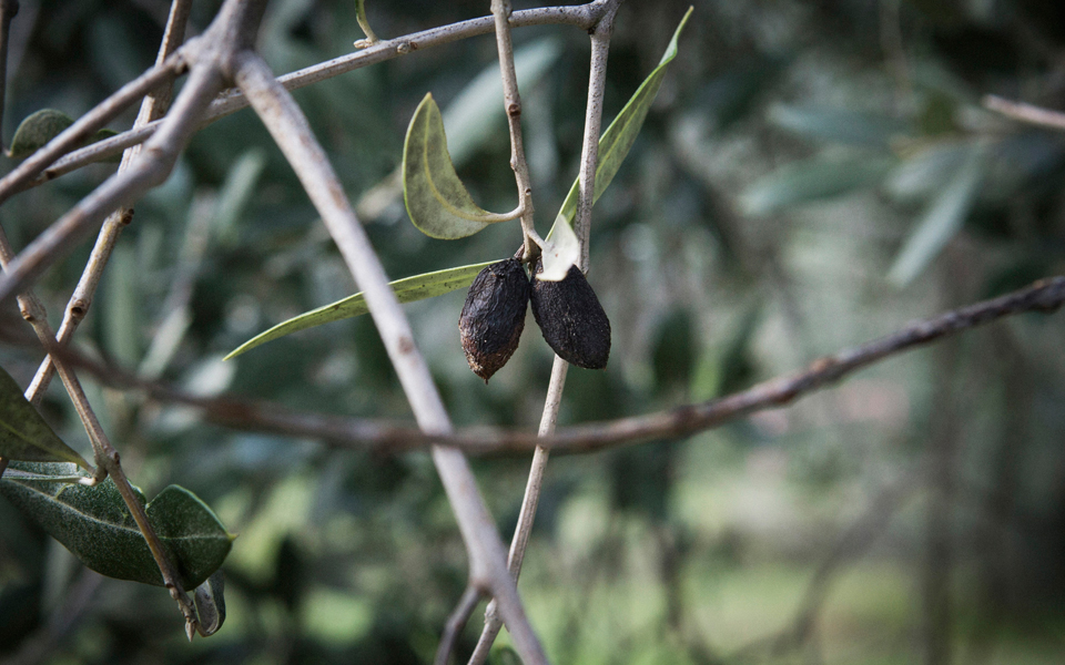 πλήγματα-για-το-ιταλικό-ελαιόλαδο-2057754