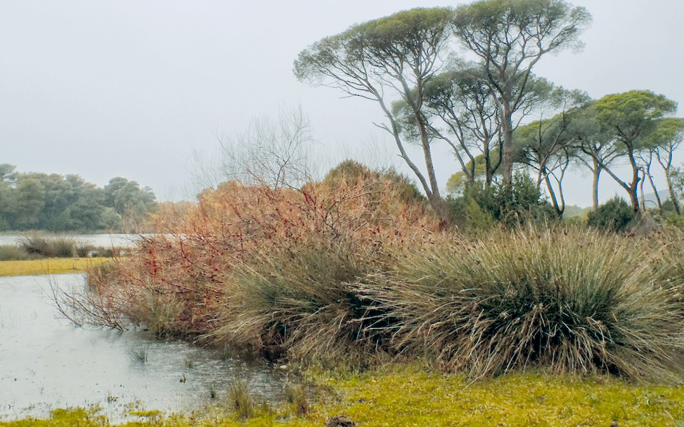 εκτεταμένη-λαθροθηρία-στο-πάρκο-στρο-2066201