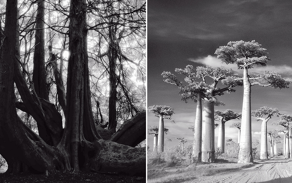 αρχαία-δέντρα-πορτρέτα-του-χρόνου-2065994