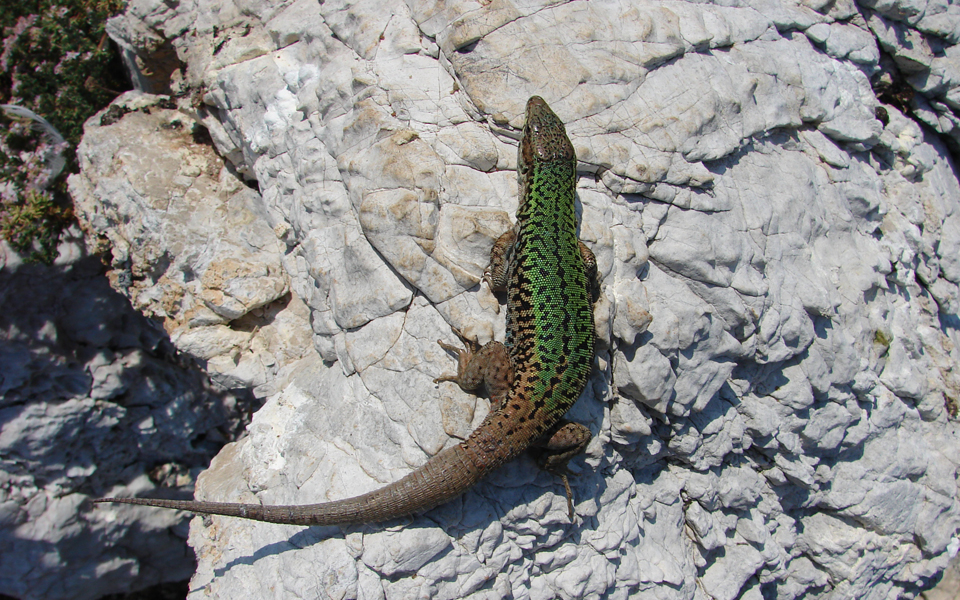 tο-μυστήριο-με-τη-σαύρα-της-σκύρου-και-ο-2062719