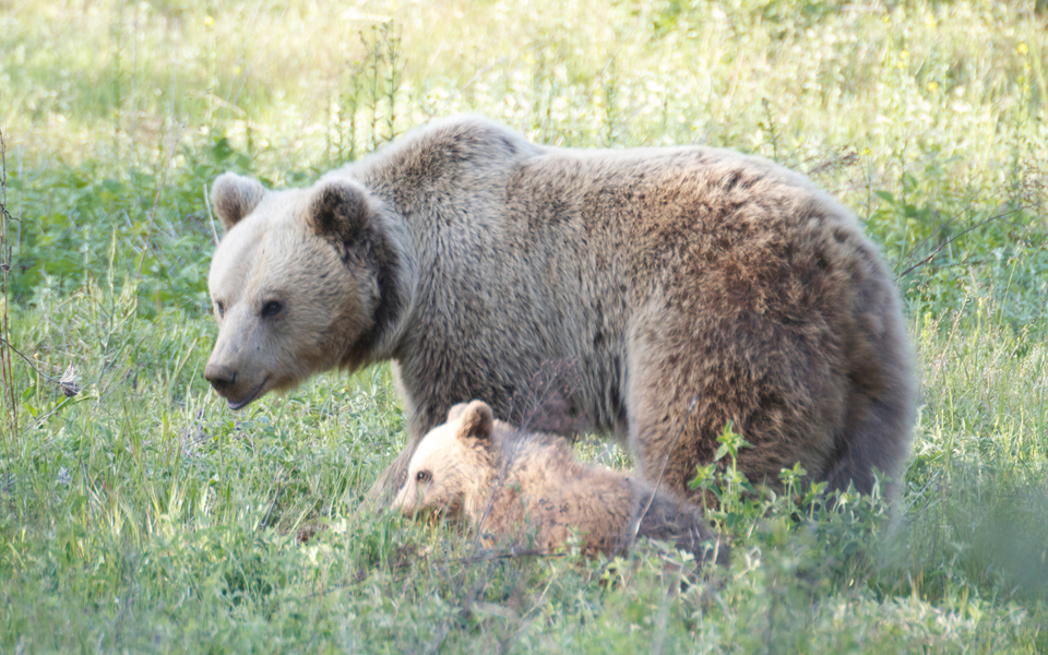 πρόβλημα-η-καφέ-αρκούδα-για-το-70-των-κατ-2068526