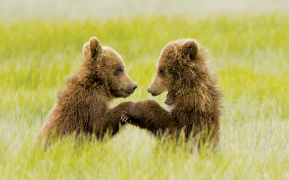 κινηματογράφος-αρκούδες-2069532