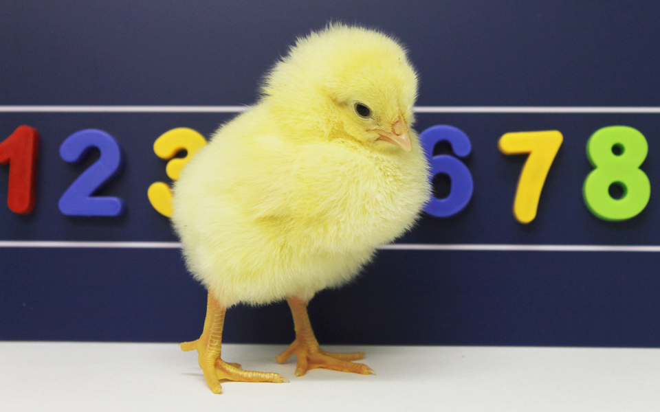 μπορούν-να-μετρούν-και-τα-κοτόπουλα-2068538