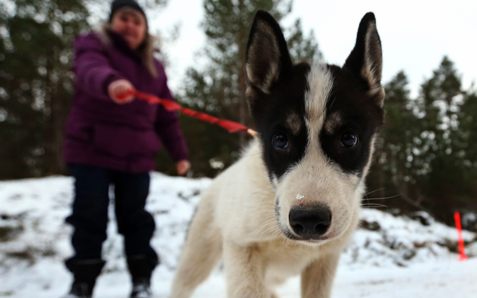 οι-σκύλοι-μπορούν-να-αναγνωρίσουν-τις-2068531