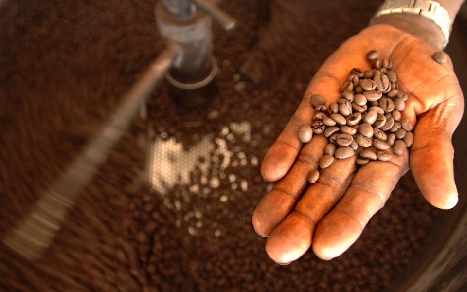 καφεΐνη-το-όπλο-των-φυτών-απέναντι-στο-2069753