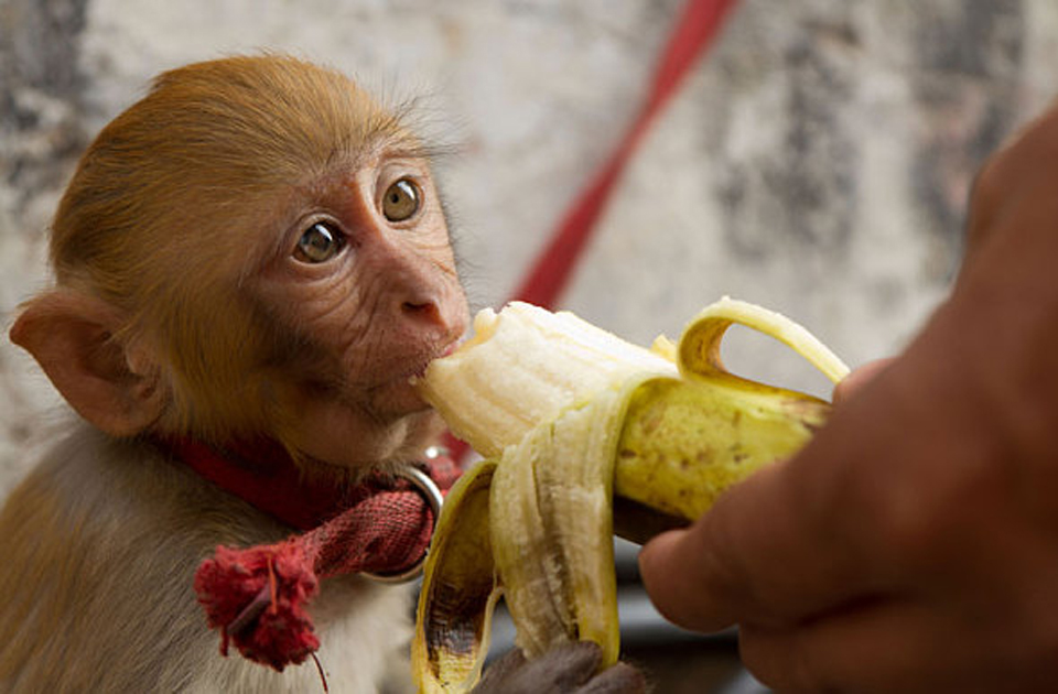 πίθηκος-κληρονόμος-πλούσιων-ινδών-2069312