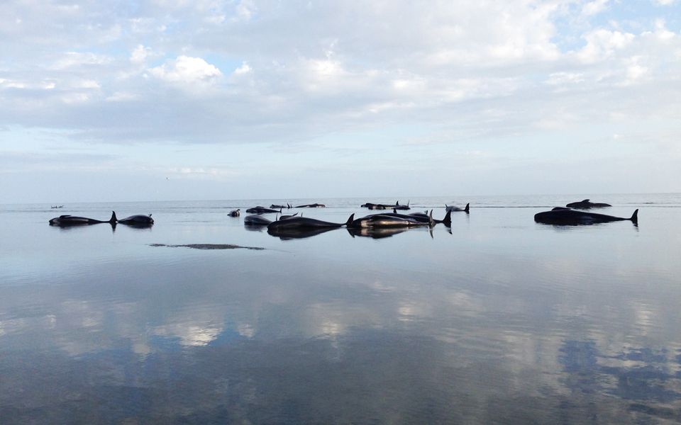 νέα-ζηλανδία-περίπου-100-φάλαινες-νεκρέ-2068476