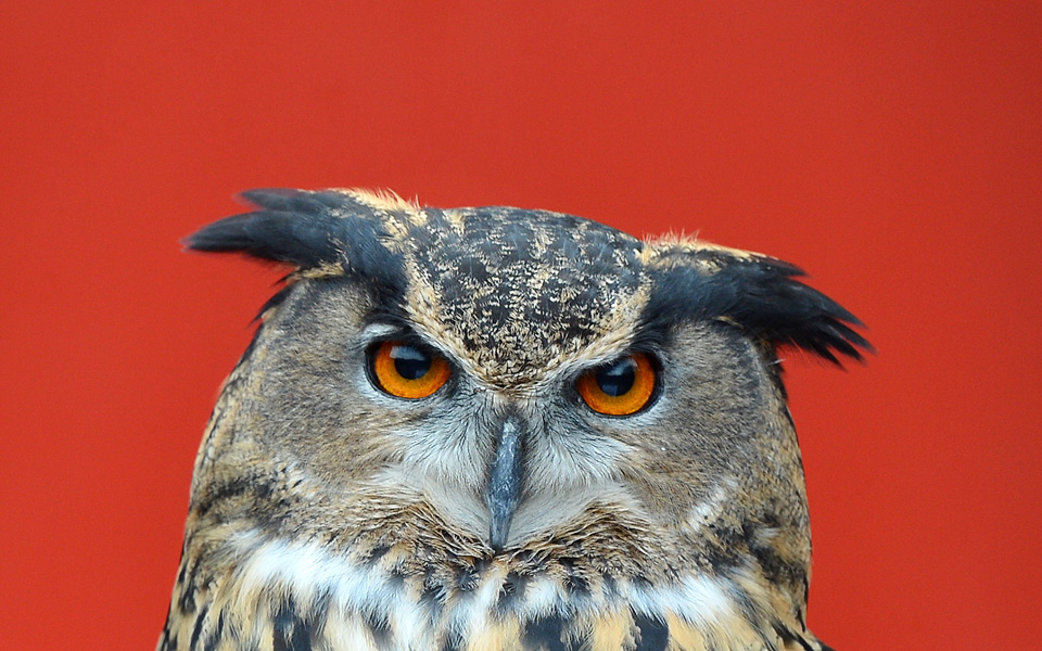 ένας-μπούφος-φόβος-και-τρόμος-2072954