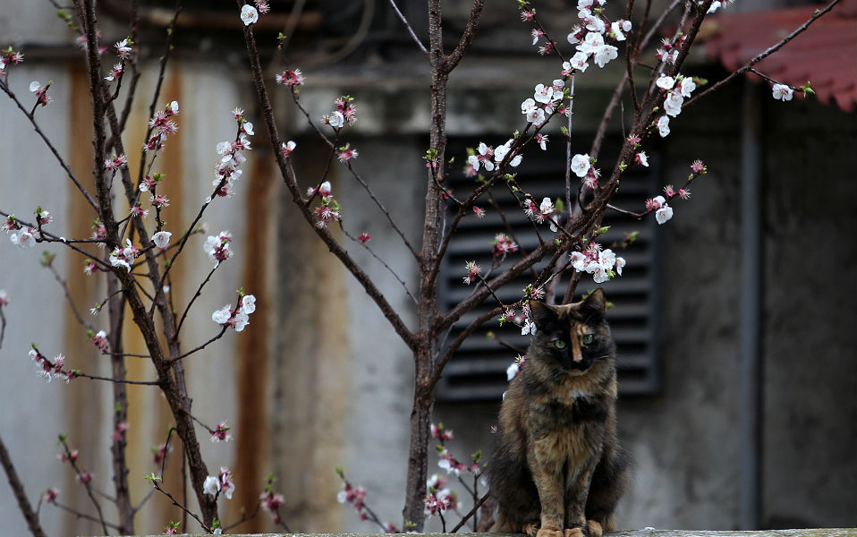 φωτογραφήματα-2074622