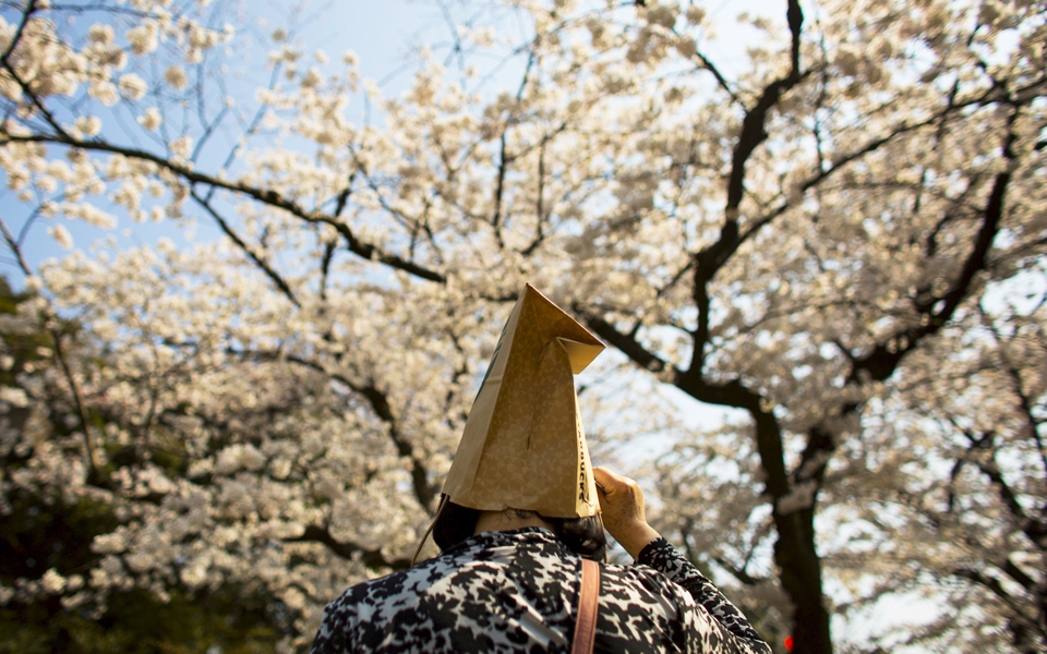 hanami-η-γιορτή-της-κερασιάς-στην-ιαπωνία-2075613