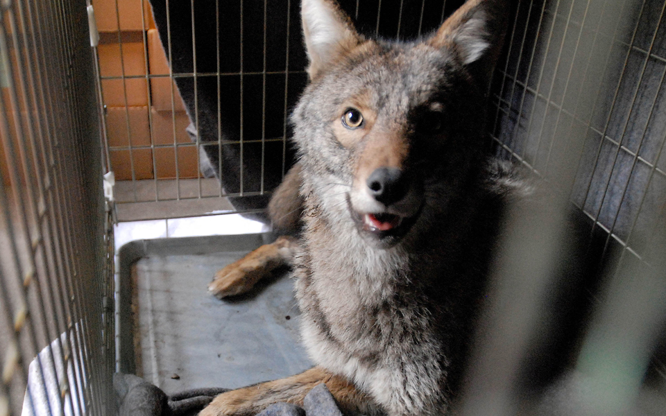 τα-κογιότ-ζουν-στα-πάρκα-της-νέας-υόρκη-2072249