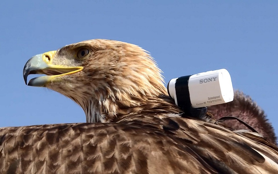 πτήση-αετού-απο-το-ψηλότερο-κτίριο-του-2074065