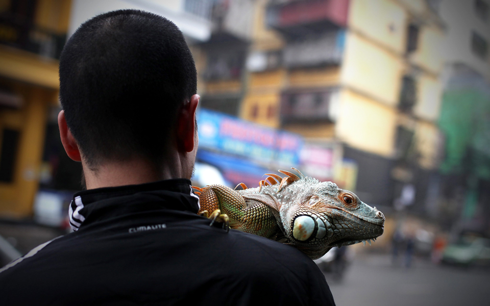 ο-σήφης-και-τα-άλλα-ερπετά-που-πληγώναμ-2075766