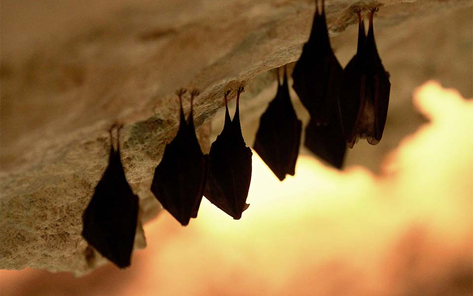 νυχτερίδες-κι-αράχνες-2074241