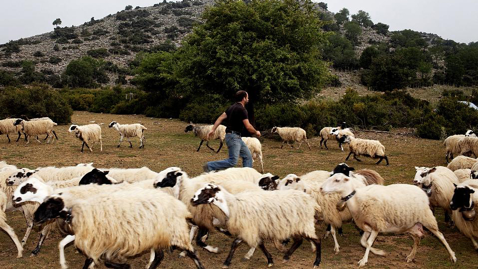 μεσίτες-οι-κρητικοί-που-προλαμβάνουν-2072091