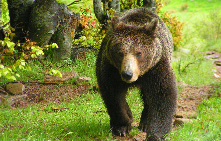 wild-καμπάνια-επικοινωνίας-2071283