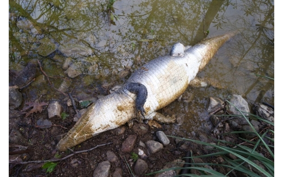δεν-άντεξε-τον-ελληνικό-χειμώνα-ο-κροκ-2075634