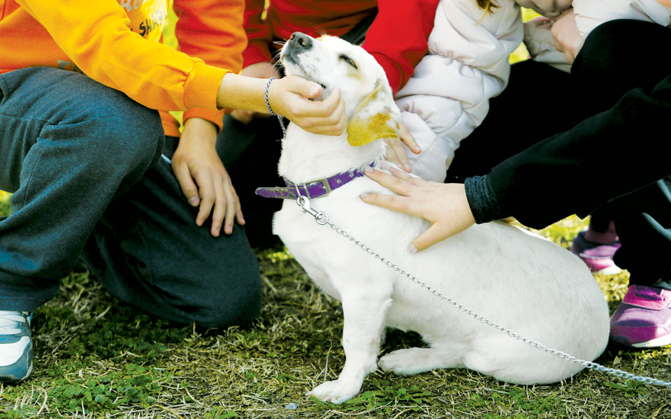 ο-αδέσποτος-πάει-σχολείο-2071766