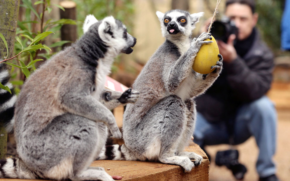 ο-λεμούριος-και-το-αυγό-του-2077372