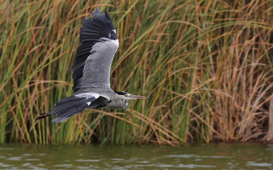 επικίνδυνος-μύκητας-εντοπίστηκε-σε-ο-2078029