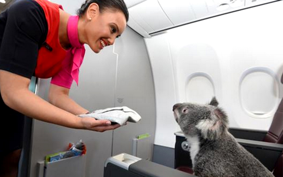 τι-γυρεύουν-τέσσερα-κοάλα-σε-ένα-αεροπ-2078252