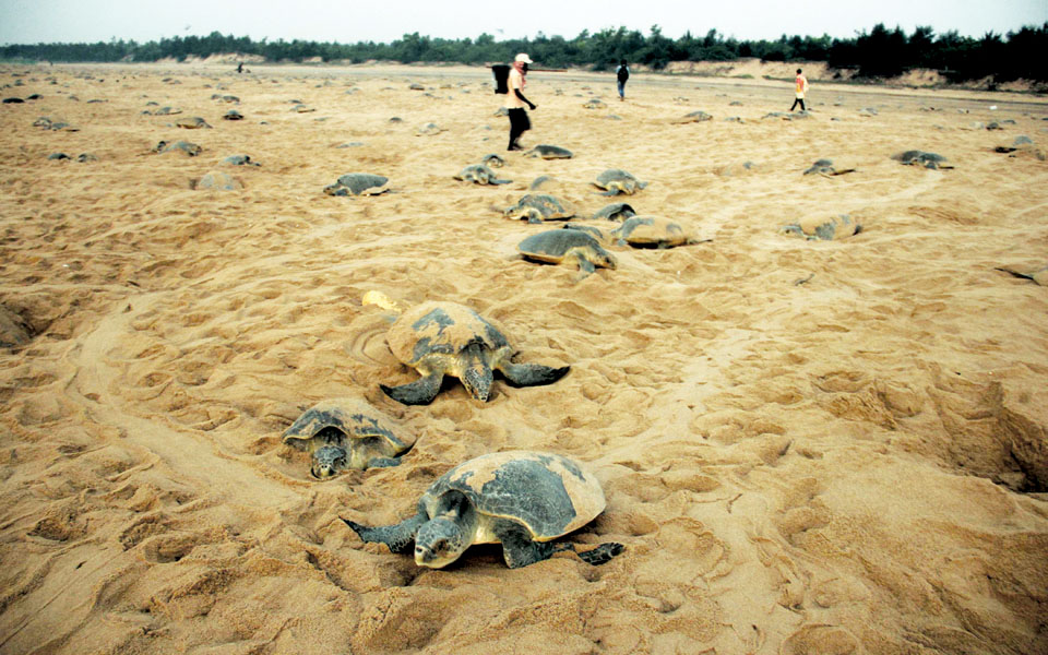 οι-olive-ridley-εν-δράσει-2079153